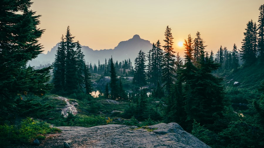 Sunlight over mountains and evergreen trees