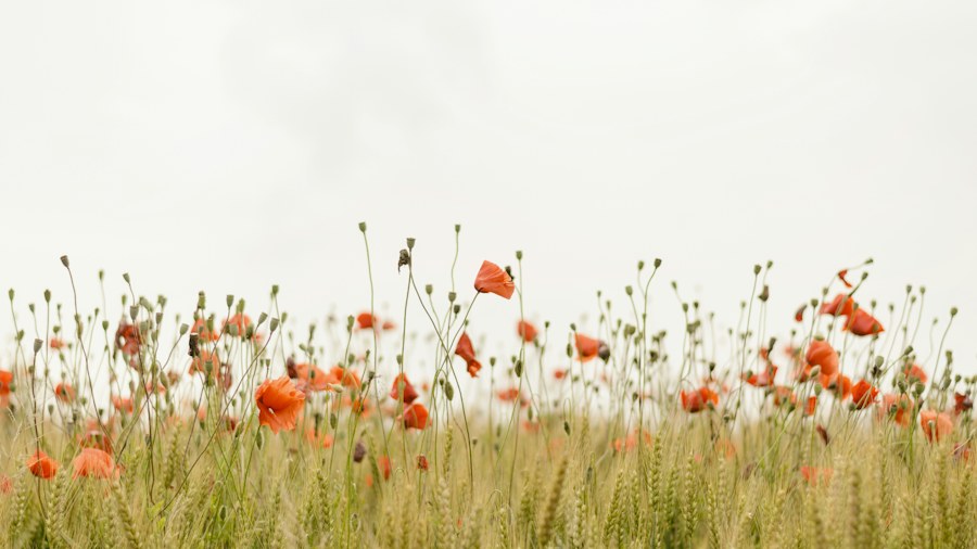 Wildflowers growing in an open sunlit field