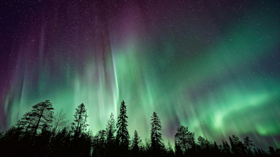 Northern lights above dark evergreen trees