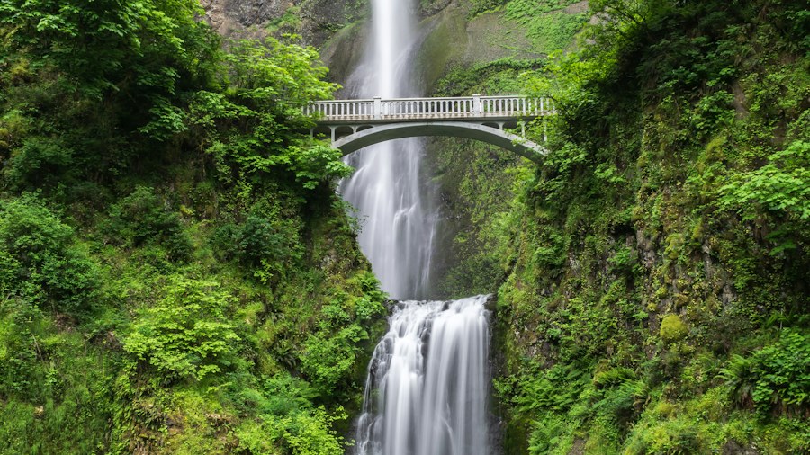 A footbridge beside a waterfall in a green woodland