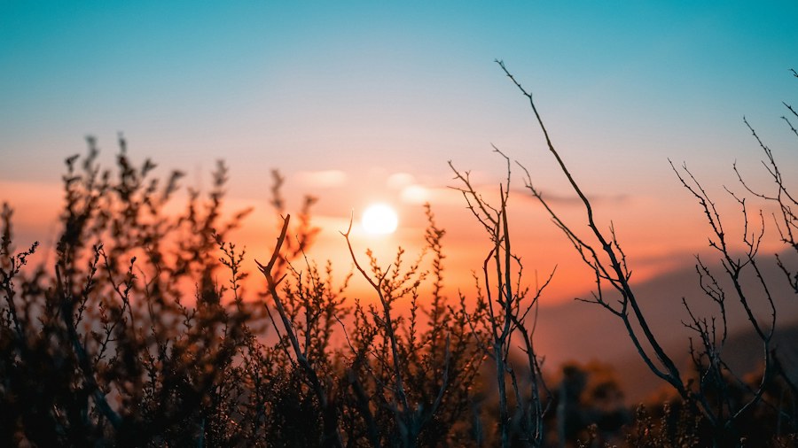 Warm sunlight shining through tall grasses