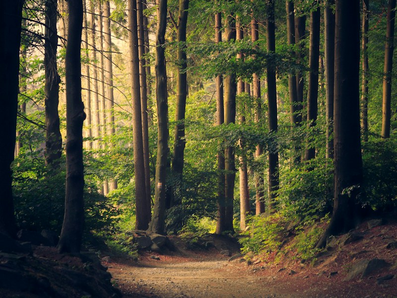Sunlight on a woodland trail